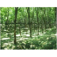 rubber plantation.JPG